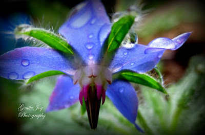 Water Jewels in the garden-Gentle Joy Photography 6-22